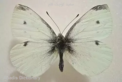 سفید کوچک کلم